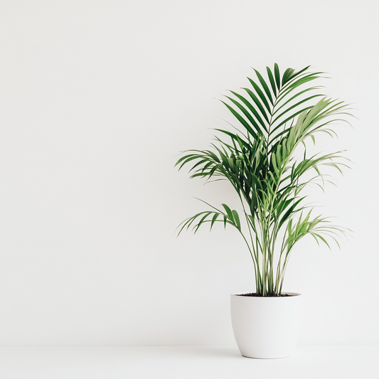 Areca Palm (Dypsis lutescens) - The Tropical Elegance