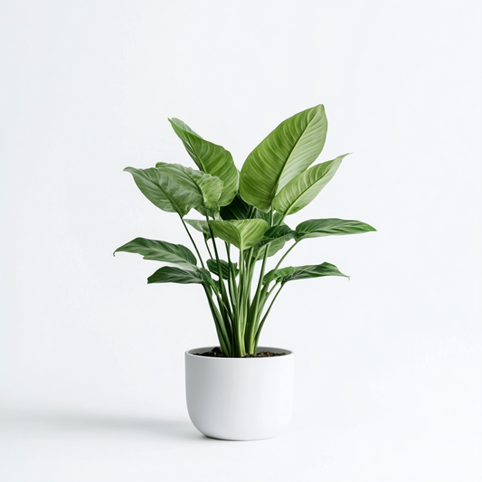 Calathea (Calathea spp.) - The Prayer Plant
