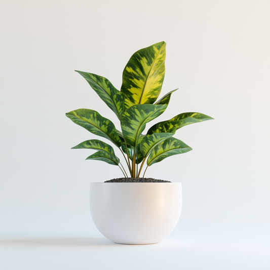 Croton (Codiaeum variegatum) - The Colorful Foliage