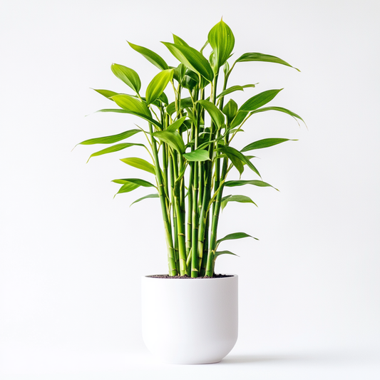 Lucky Bamboo (Dracaena sanderiana) - The Symbol of Good Fortune