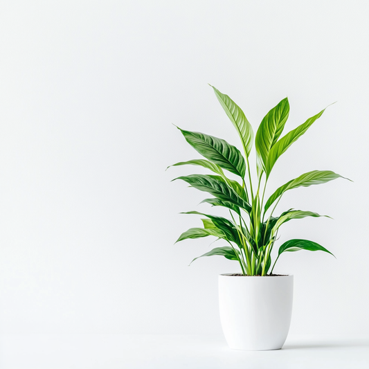 Peace Lily (Spathiphyllum spp.) - The Elegant Air Purifier
