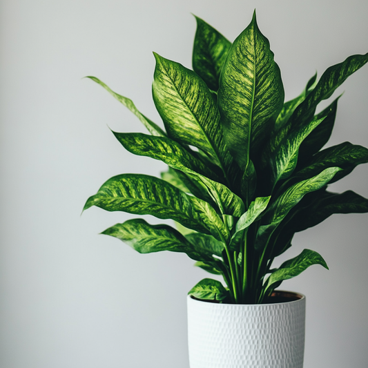 Dumb Cane (Dieffenbachia spp.) - The Tropical Statement