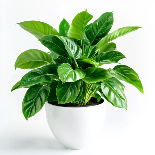 Philodendron (Philodendron spp.) - The Heartleaf Beauty