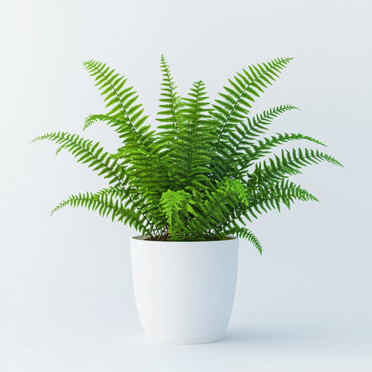 Boston Fern (Nephrolepis exaltata) - The Lush Green Beauty
