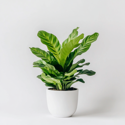 Calathea (Calathea spp.) - The Prayer Plant