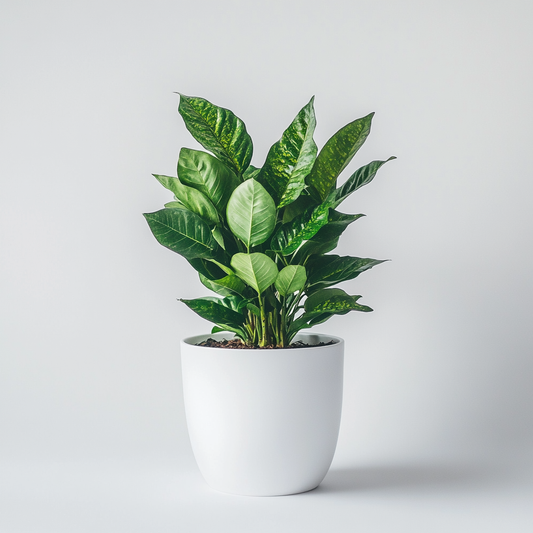 Croton (Codiaeum variegatum) - The Colorful Foliage