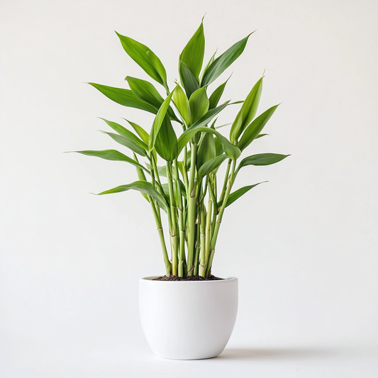 Lucky Bamboo (Dracaena sanderiana) - The Symbol of Good Fortune