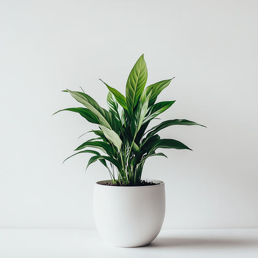 Peace Lily (Spathiphyllum spp.) - The Elegant Air Purifier