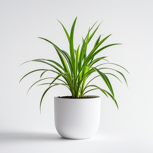 Spider Plant (Chlorophytum comosum) - The Air-Purifying Wonder